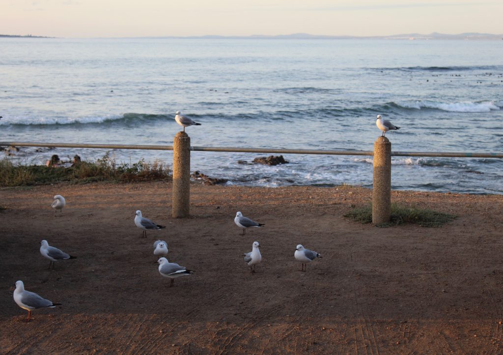 Seagulls at Dawn